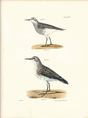Bird print - Plate 92 from Zoology of New York, or the New-York Fauna. Part II Birds. (Sandpipers)