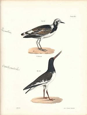Seller image for Bird print - Plate 80 from Zoology of New York, or the New-York Fauna. Part II Birds. (Turnstone and Oyster Catcher) for sale by The Kelmscott Bookshop, ABAA