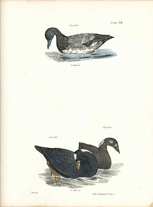 Image du vendeur pour Bird print - Plate 114 from Zoology of New York, or the New-York Fauna. Part II Birds. (Ducks) mis en vente par The Kelmscott Bookshop, ABAA