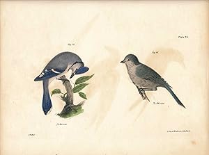 Bird print - Plate 25 from Zoology of New York, or the New-York Fauna. Part II Birds. (Jays)