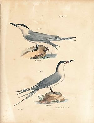 Image du vendeur pour Bird print - Plate 127 from Zoology of New York, or the New-York Fauna. Part II Birds. (Terns) mis en vente par The Kelmscott Bookshop, ABAA