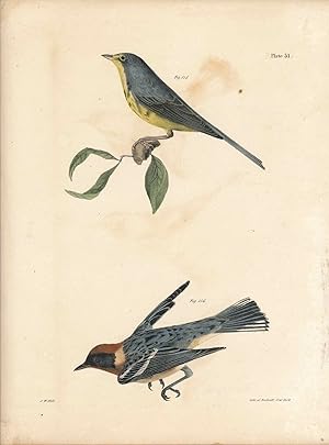 Image du vendeur pour Bird print - Plate 51 from Zoology of New York, or the New-York Fauna. Part II Birds. (Warblers) mis en vente par The Kelmscott Bookshop, ABAA