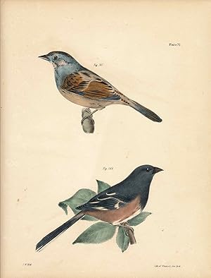 Bird print - Plate 71 from Zoology of New York, or the New-York Fauna. Part II Birds. (Swamp Finc...