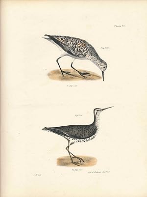 Seller image for Bird print - Plate 91 from Zoology of New York, or the New-York Fauna. Part II Birds. (Sanderling and Sandlark) for sale by The Kelmscott Bookshop, ABAA