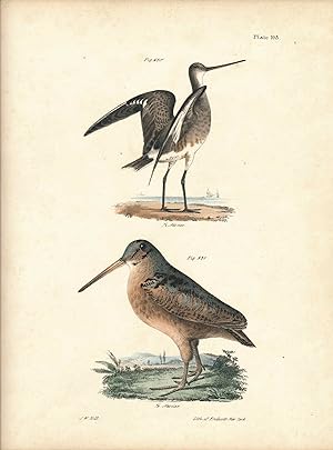 Bird print - Plate 103 from Zoology of New York, or the New-York Fauna. Part II Birds. (Marlin an...