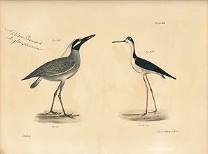 Image du vendeur pour Bird print - Plate 88 from Zoology of New York, or the New-York Fauna. Part II Birds. (Herons) mis en vente par The Kelmscott Bookshop, ABAA