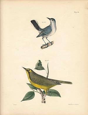 Bird print - Plate 56 from Zoology of New York, or the New-York Fauna. Part II Birds. (Gnatcatche...