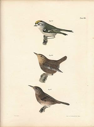 Bird print - Plate 43 from Zoology of New York, or the New-York Fauna. Part II Birds. (Wrens and ...