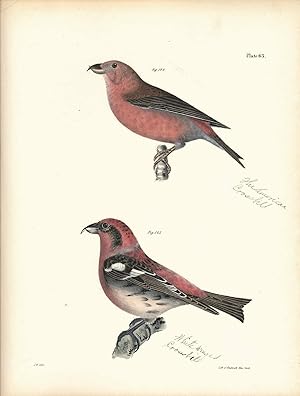 Bird print - Plate 63 from Zoology of New York, or the New-York Fauna. Part II Birds. (Crossbills)