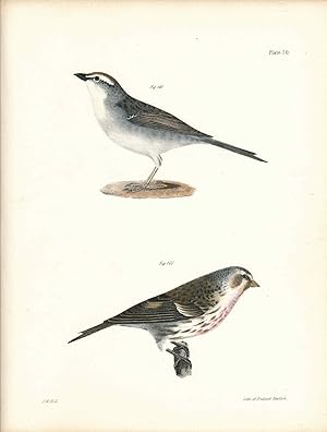 Bird print - Plate 70 from Zoology of New York, or the New-York Fauna. Part II Birds. (Chip-bird ...