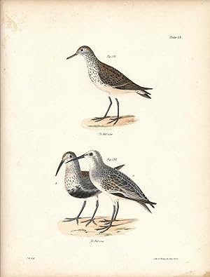 Image du vendeur pour Bird print - Plate 84 from Zoology of New York, or the New-York Fauna. Part II Birds. (Sandpipers) mis en vente par The Kelmscott Bookshop, ABAA