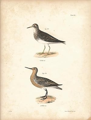 Image du vendeur pour Bird print - Plate 85 from Zoology of New York, or the New-York Fauna. Part II Birds. (Sandpipers) mis en vente par The Kelmscott Bookshop, ABAA