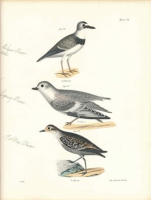 Image du vendeur pour Bird print - Plate 78 from Zoology of New York, or the New-York Fauna. Part II Birds. (Plovers) mis en vente par The Kelmscott Bookshop, ABAA