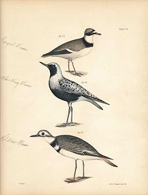 Image du vendeur pour Bird print - Plate 79 from Zoology of New York, or the New-York Fauna. Part II Birds. (Plovers) mis en vente par The Kelmscott Bookshop, ABAA