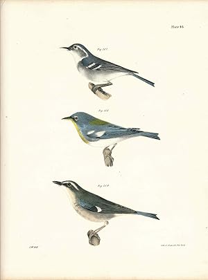 Bird print - Plate 48 from Zoology of New York, or the New-York Fauna. Part II Birds. (Warblers)