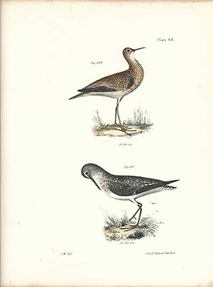 Image du vendeur pour Bird print - Plate 93 from Zoology of New York, or the New-York Fauna. Part II Birds. (Plovers) mis en vente par The Kelmscott Bookshop, ABAA