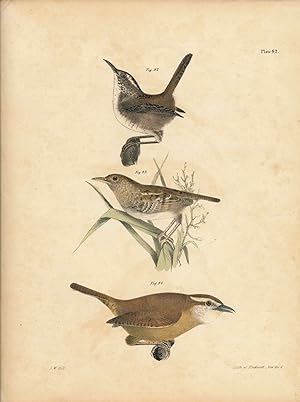 Bird print - Plate 42 from Zoology of New York, or the New-York Fauna. Part II Birds. (Wrens)