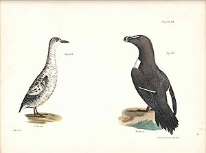 Bird print - Plate 139 from Zoology of New York, or the New-York Fauna. Part II Birds. (Razorbill...