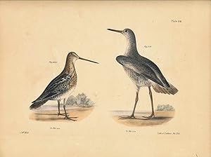 Bird print - Plate 93 from Zoology of New York, or the New-York Fauna. Part II Birds. (Shore Bird...