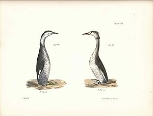 Image du vendeur pour Bird print - Plate 140 from Zoology of New York, or the New-York Fauna. Part II Birds. (Grebes) mis en vente par The Kelmscott Bookshop, ABAA