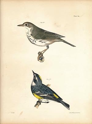 Bird print - Plate 46 from Zoology of New York, or the New-York Fauna. Part II Birds. (Oven Bird ...