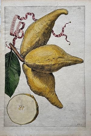 Limon Racemosus