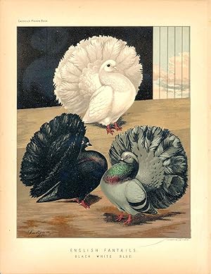 Cassell's Pigeon Book - "English Fantails. Black, White, Blue" Pigeons