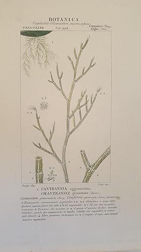 BOTANICA Cantransia aggomitolata Chantransia glomerata,