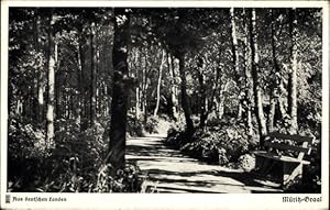 Bild des Verkufers fr Ansichtskarte / Postkarte Ostseebad Graal Mritz, Ein stiller Pfad im Wald zum Verkauf von akpool GmbH