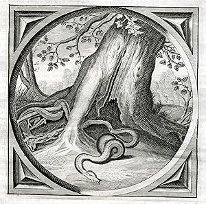 Antique Satire Print-LEAVE BEHIND-SNAKE-SKIN-Cats-1655