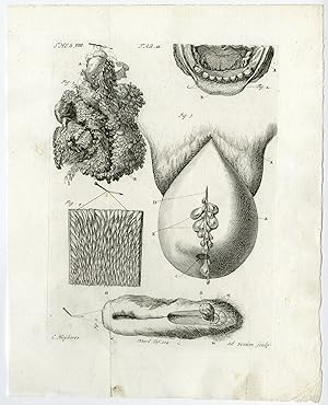 Antique Print-HERMAPHRODITE SHEEP-WOMB-JAW-UTERINE PROLAPSE-Ruysch-Huyberts-1744