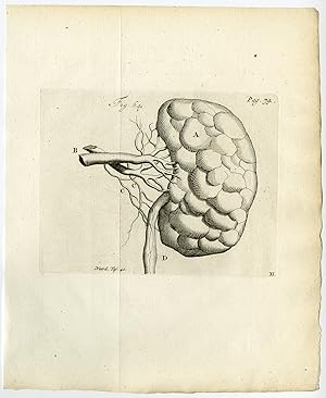 Antique Print-KIDNEY-UNEVEN SURFACE-FIG 64-Ruysch-Huyberts-1744