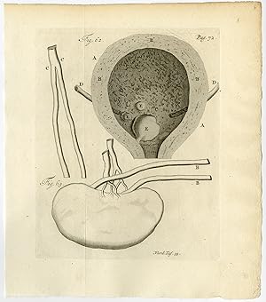 Antique Print-BLADDER-KIDNEY-URETER-FIG 62-63-Ruysch-Huyberts-1744