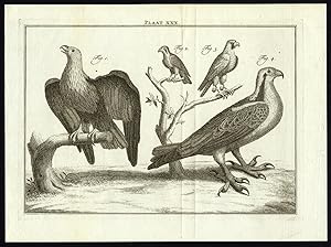 Antique Print-BIRDS OF PREY-PLATE XXX-Houttuyn-Philips-1774