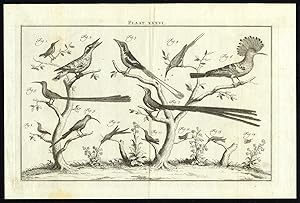 Antique Print-HOOPOE-HUMMINGBIRD-FLYCATCHER-PLATE XXXVI-Houttuyn-Philips-1774