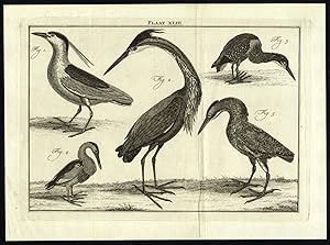 Antique Print-PURPLE HERON-BIRD-PLATE XLIII-Houttuyn-Philips-1774