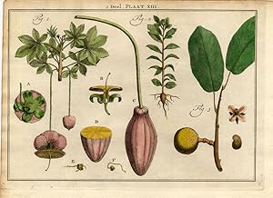 Antique Botany Print-TREE-PAPAYA-PAPAJA-ADANSONIA-Houttuyn-1774