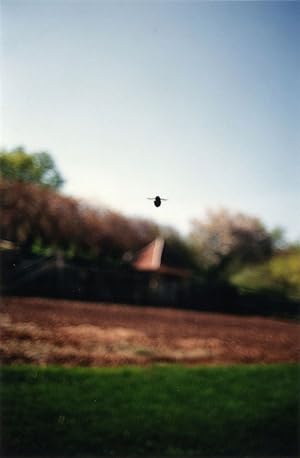 Terri Weifenbach: Instruction Manual No. 2: 21. April 1996 ("Bee") (One Picture Book #3), Limited...