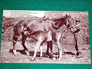 Image du vendeur pour Carte Postale Ancienne - Notre Normandie. Le Jeune Poulain. Henri Ermice. mis en vente par JOIE DE LIRE