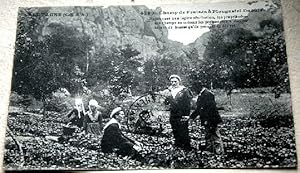 Bild des Verkufers fr Carte Postale ancienne 29 - PLOUGASTEL - CHAMP DE FRAISES. N4790. zum Verkauf von JOIE DE LIRE