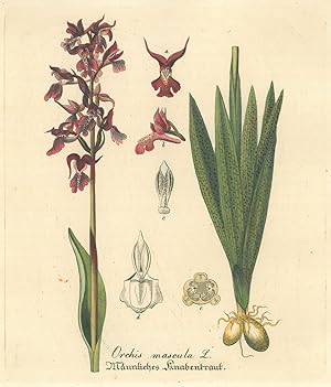 HEILPFLANZEN. - Knabenkraut. "Orchis mascula. Männliches Knabenkraut".