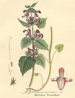 HEILPFLANZEN. - Taubnessel. "Lamium maculatum. Gefleckter Bienensaug", auch Purpurrote Taubnessel.