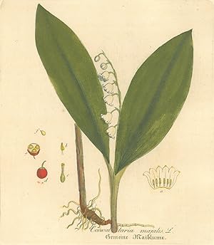 Bild des Verkufers fr BLUMEN. - Maiglckchen. "Convallaria majalis. Gemeine Maiblume". zum Verkauf von Franziska Bierl Antiquariat