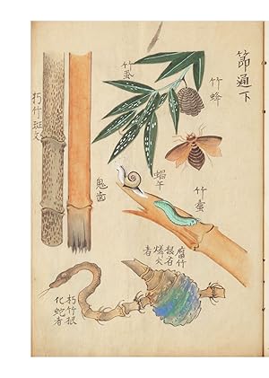 A fine and beautiful album concerned with various genera of bamboo, how to draw them calligraphic...