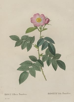 Pierre-Joseph RedoutÃ , RosengewÃ¤chse (Rosaceae) , Rose. - Pierre-Joseph RedoutÃ . - "Rosa Villo...