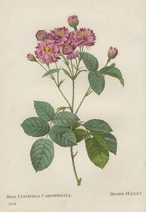 Pierre-Joseph RedoutÃ , RosengewÃ¤chse (Rosaceae) , Rose. - Pierre-Joseph RedoutÃ . - "Rosa Centi...