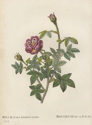 Pierre-Joseph RedoutÃ , RosengewÃ¤chse (Rosaceae) , Rose. - Pierre-Joseph RedoutÃ . - "Rosa Musco...