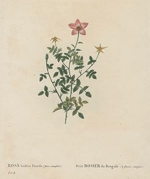 Pierre-Joseph Redouté, Rosengewächse (Rosaceae) , Rose. - Pierre-Joseph Redouté. - "Rosa Indica P...