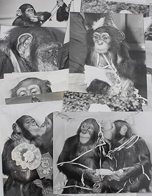 Seller image for Chimpanzees at Twycross Zoo. for sale by Michael S. Kemp, Bookseller