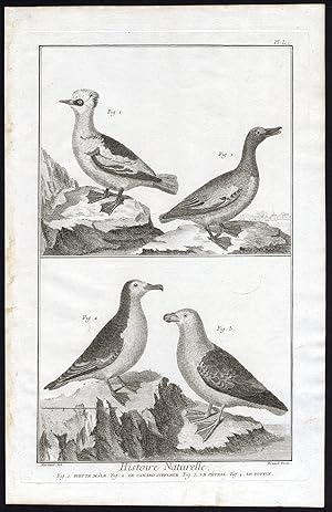 Antique Print-SMEW-WIDGEON-PETREL-SHEARWATER-Martinet-Diderot-1751